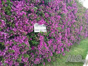 image_10