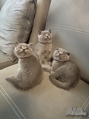 Животни Котки