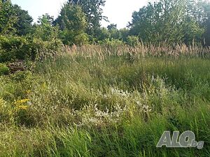 image_11