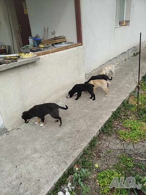 image_3