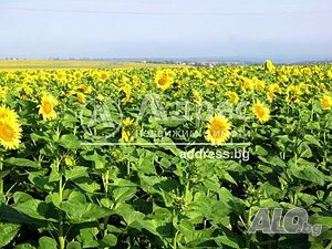 image_7