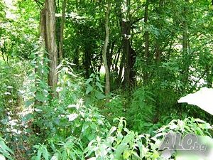 image_6
