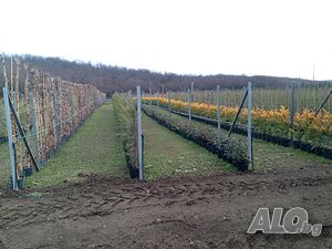 image_8