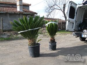 image_6