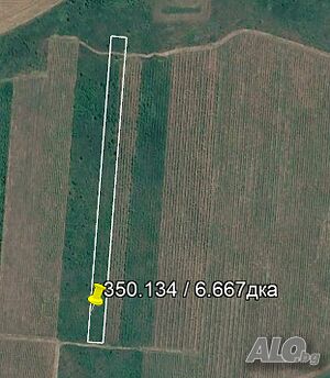 Продава лозе в Иречеково