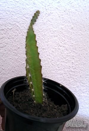 image_3