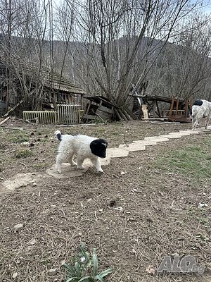 image_8