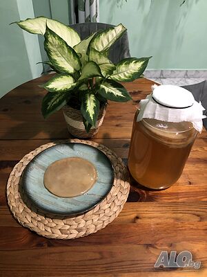 БИО Чаена гъба / Комбуча SCOBY