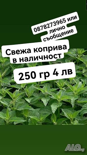 Свежа коприва
