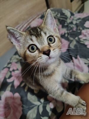 Златни и Сребърни котета Британци
