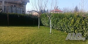 Лавровишна Новита