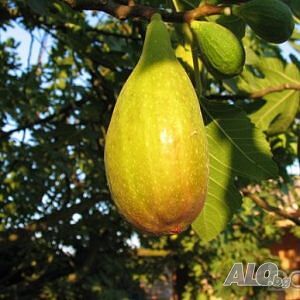 image_8