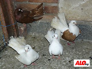 Различни породи гълъби