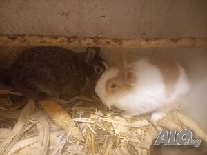 Декоративни зайчета