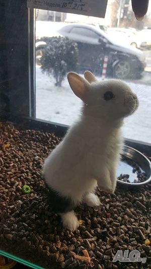 Продавам декоративно зайче