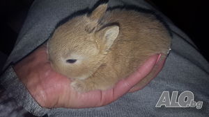 image_3
