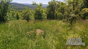 image_7