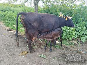 image_3