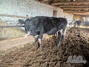 image_6