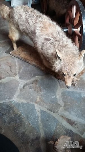Продавам препарирани животни