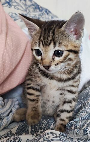 Бенгалски котенца