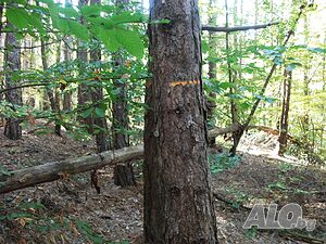image_5