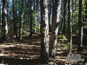 image_6