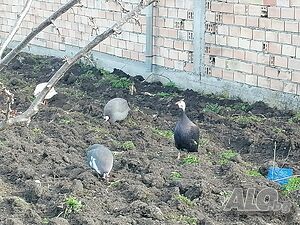 Продавам Токачки