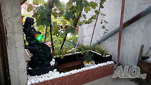 image_7