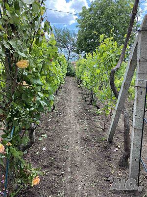 image_10
