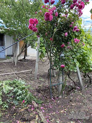 image_11