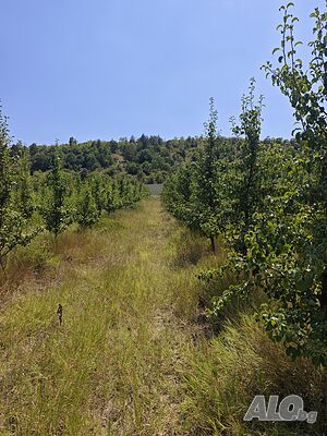 Овощни градини