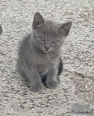 Подаряват се котета
