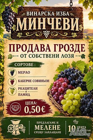 Продавам грозде гр. Тополовград- сортове: Памид, Мерло, Каберне, Ркацители