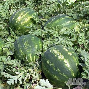 image_7