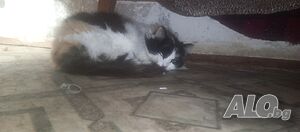 image_3