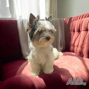 image_3