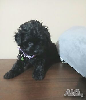 image_3