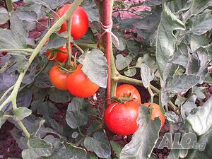 image_3