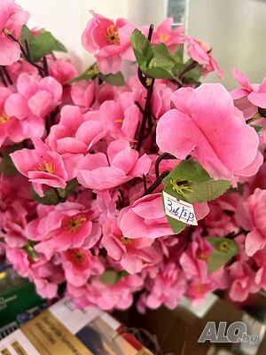 Японска вишна Sakura 3 лв клонка
