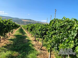 Продавам висококачествено винено грозде - сорт МЕРЛО