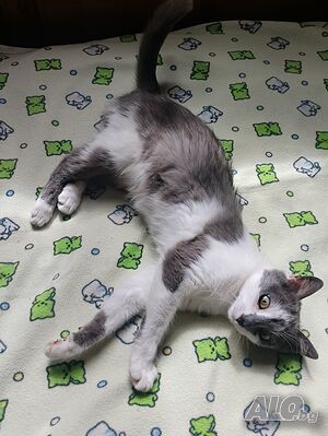 Женска котка от Перник търси дом