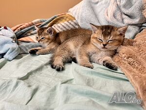 Шотландска котка ”чинчила”
