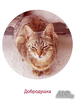 Подаряваме чудни, гальовни, мили, умни, кротки котета с хигиенни навици, знаещи имената си