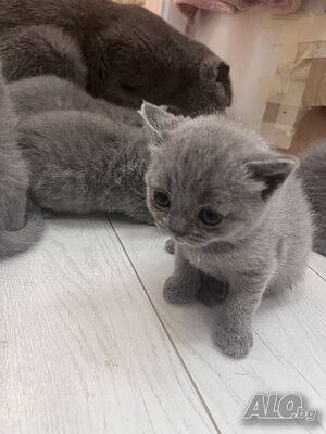 Предлагаме 2 шотландски/британски котета