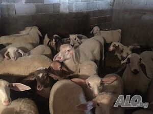 Агнета кръстоска асаф и аваси за домазлък
