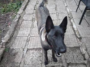 image_3