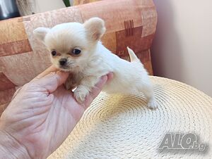 Продавам женско бяло мини чихуахуа