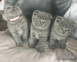 Британски късокосмести