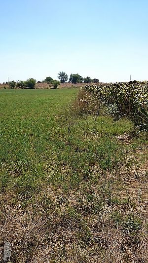 image_10
